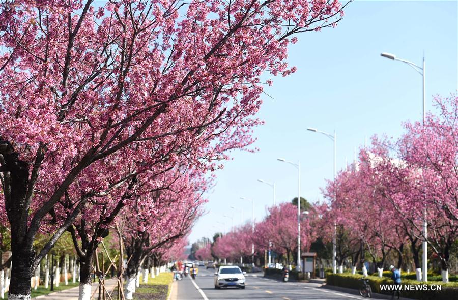 CHINA-YUNNAN-KUNMING-CHERRY BLOSSOM (CN)