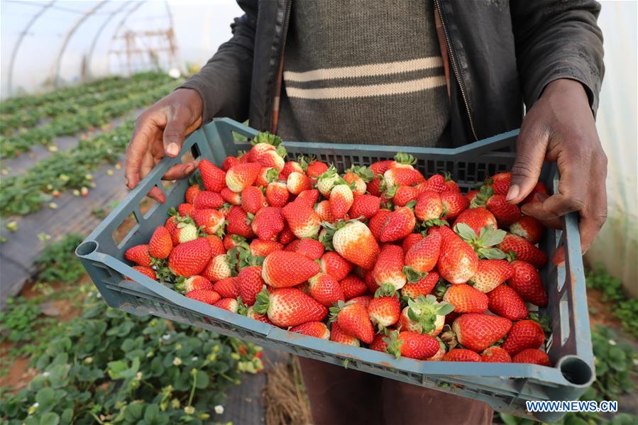 ALGERIA-ALGIERS-STRAWBERRY-FARM