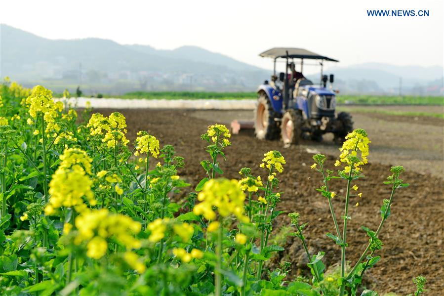 #CHINA-HUNAN-SPRING PLOUGHING(CN)