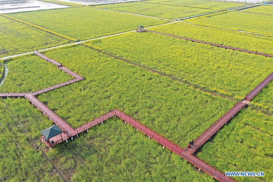 CHINA-JIANGXI-COLE FLOWER FIELDS (CN)