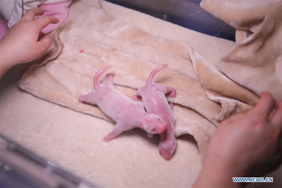 CHINA-SICHUAN-CHENGDU-GIANT PANDA TWINS-BIRTH (CN)