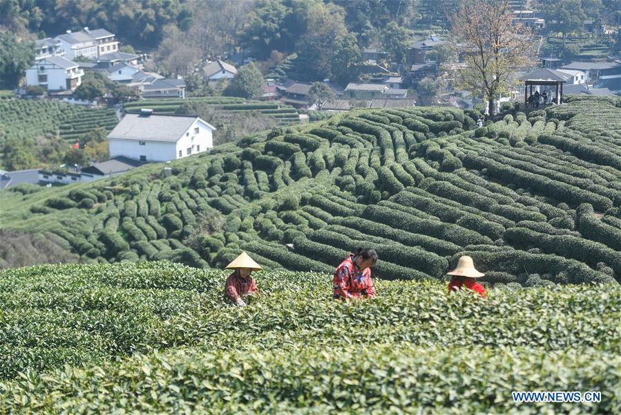 CHINA-HANGZHOU-XIHU LONGJING TEA-HARVEST (CN)