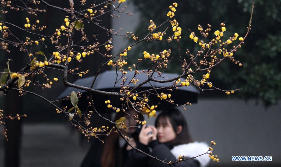 #CHINA-WINTERSWEET BLOSSOMS (CN)