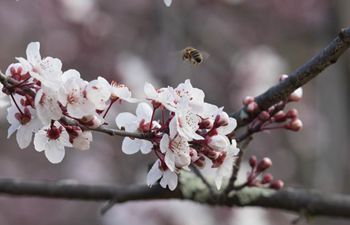 Cherry blossoms in Canberra, Australia