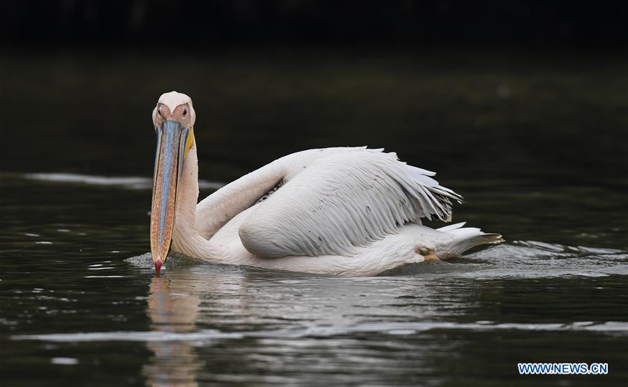 CHINA-HAINAN-HAIKOU-PELICANS-WINTER (CN)