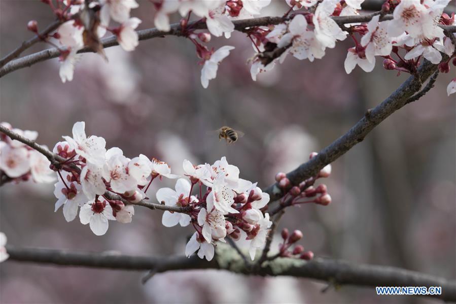 AUSTRALIA-CANBERRA-CHERRY BLOSSOMS