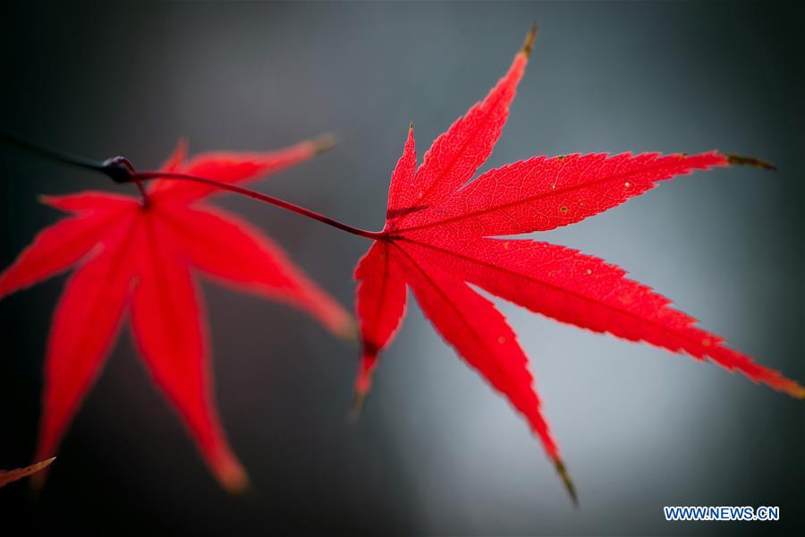 #CHINA-NANJING-MAPLE LEAVES (CN)