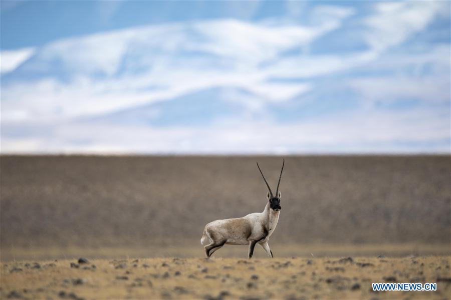 (InTibet)CHINA-WILDLIFE-TIBETAN ANTELOPE-HABITAT (CN)