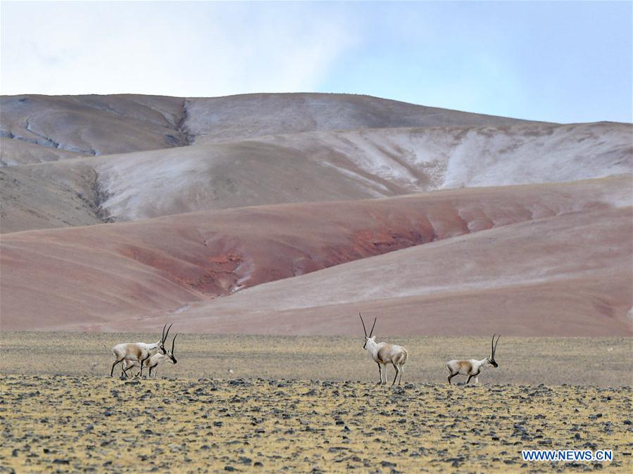 (InTibet)CHINA-WILDLIFE-TIBETAN ANTELOPE-HABITAT (CN)