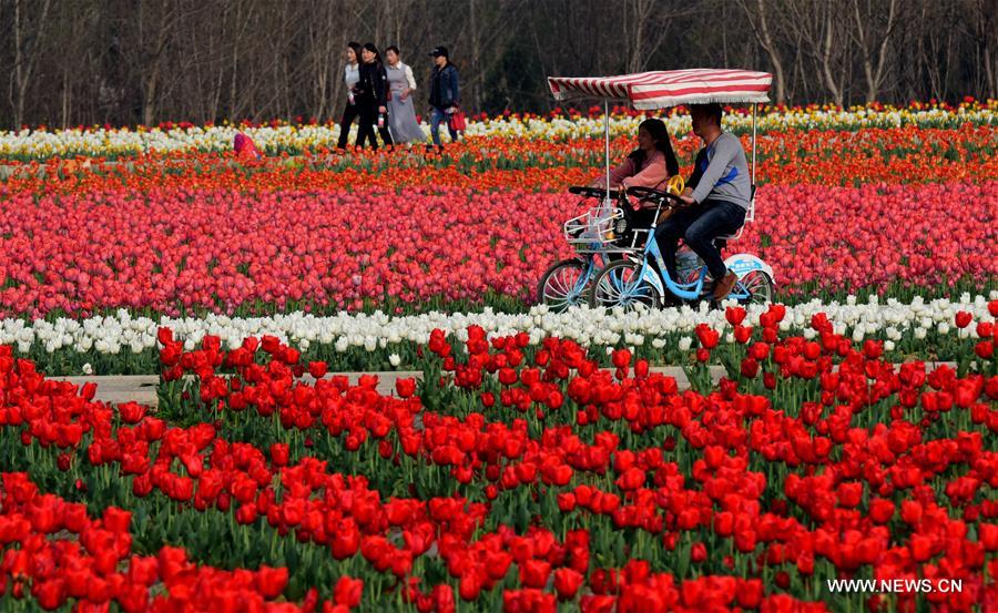 CHINA-HENAN-HOT SPRING TOWN-TULIPS (CN)