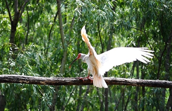 Crested ibises seen in Juhe River area of Yaozhou District in Tongchuan, NW China's Shaanxi