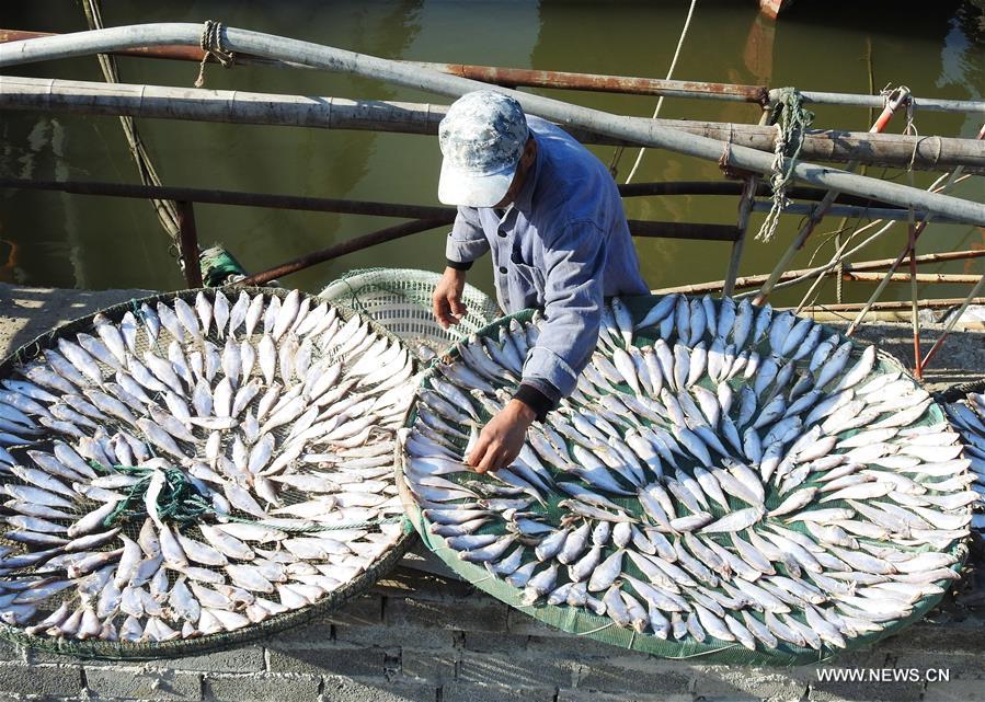 #CHINA-AUTUMN-HARVEST (CN)