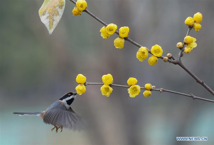 #CHINA-WINTERSWEET BLOSSOMS (CN)