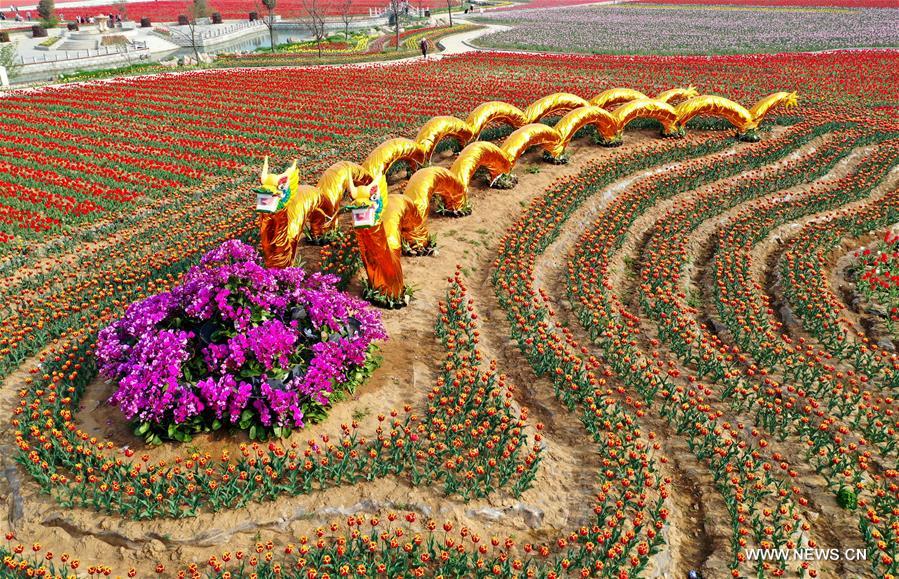 CHINA-HENAN-HOT SPRING TOWN-TULIPS (CN)