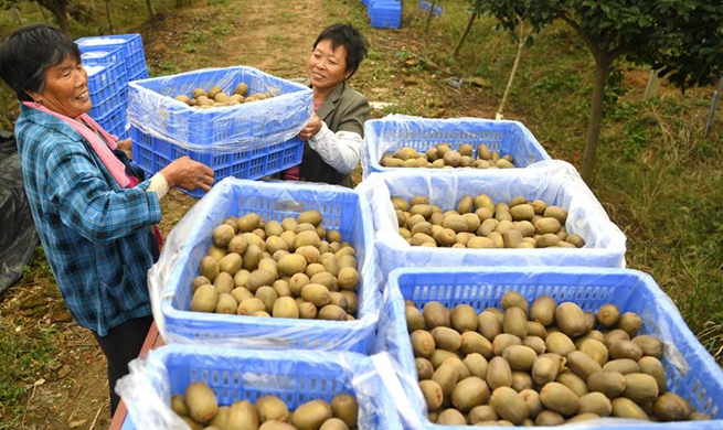 Farmers harvest kiwi fruit in east China's Anhui