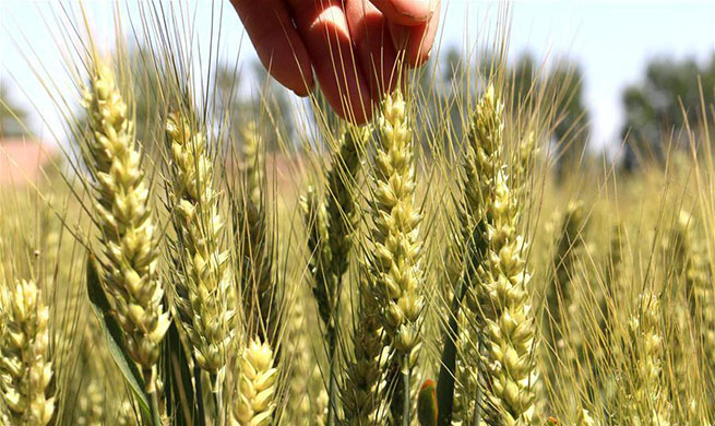 Farmers work on day of traditional Chinese solar term Xiaoman