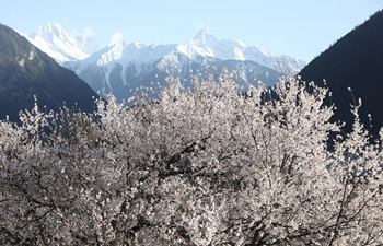 Scenery of peach blossoms in Tibet