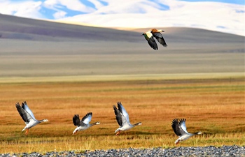 China's wetland area ranks 4th in the world