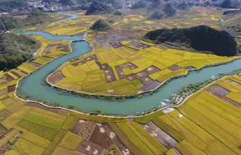 Rice enters harvest season in SW China's Yunnan