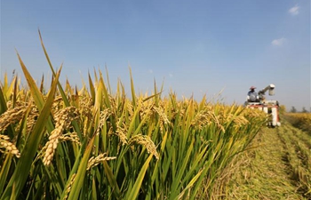 Tancheng County of E China's Shandong witnesses bumper harvest