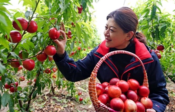 Over 7000 greenhouses set up in Caofeidian District of Tangshan