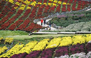 Tourists enjoy chrysanthemum flowers in China's Guizhou