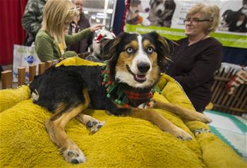 2019 Toronto Christmas Pet Show held in Canada