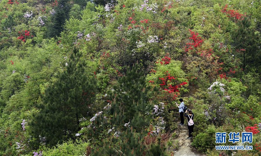 #（环境）（1）花开在四月