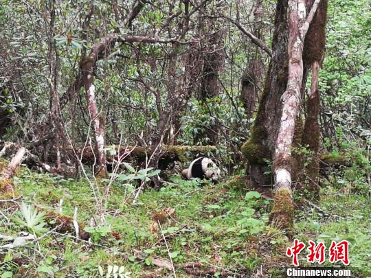 四川黄龙自然?；で?次发现野生大熊猫踪迹