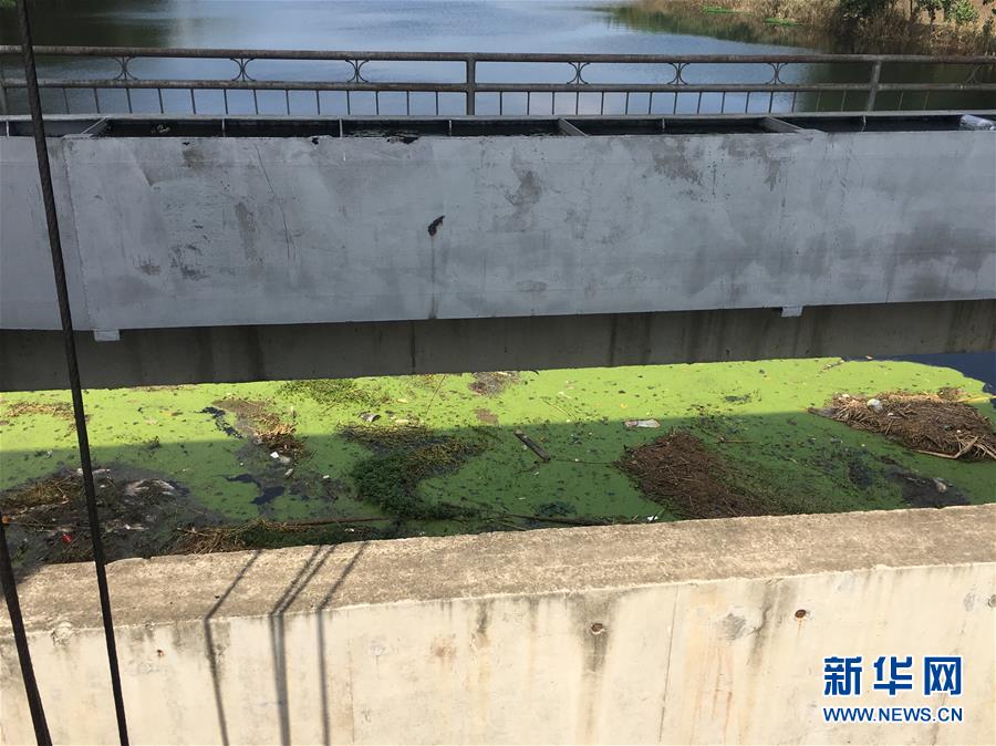 （新華視點·圖文互動）（2）上游洪水來襲下游魚蟹死亡，泄洪為何變泄污？