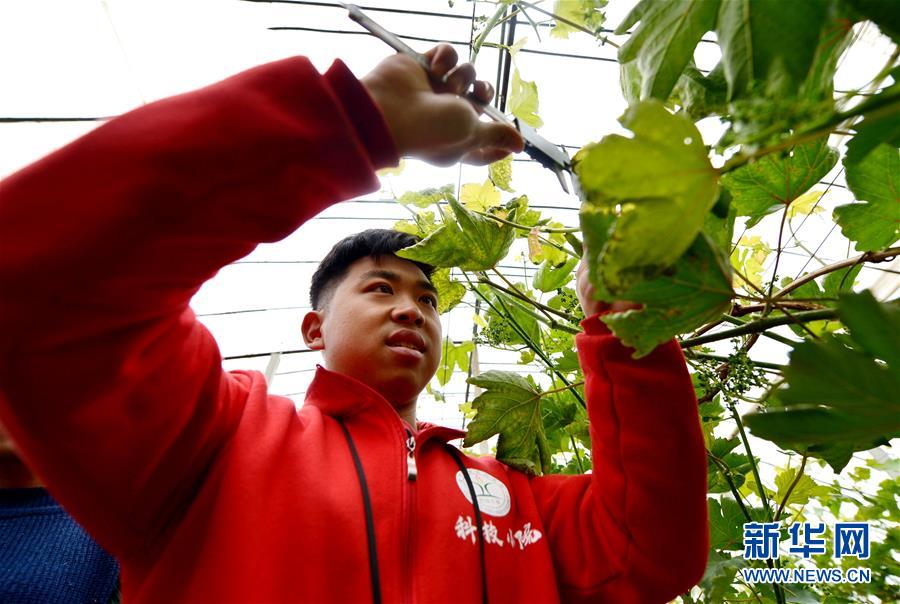 （在习近平新时代中国特色社会主义思想指引下——新时代新作为新篇章·总书记关心的百姓身边事·图文互动）（1）“农”字头照样“大”作为——丰收时节看涉农高校人才在希望的田野