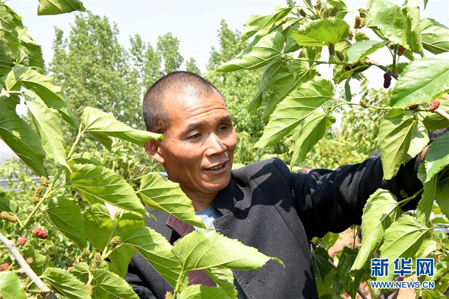 （決戰(zhàn)決勝脫貧攻堅·圖文互動）（2）河南汝陽：發(fā)展特色種植養(yǎng)殖產(chǎn)業(yè)助力農(nóng)民脫貧