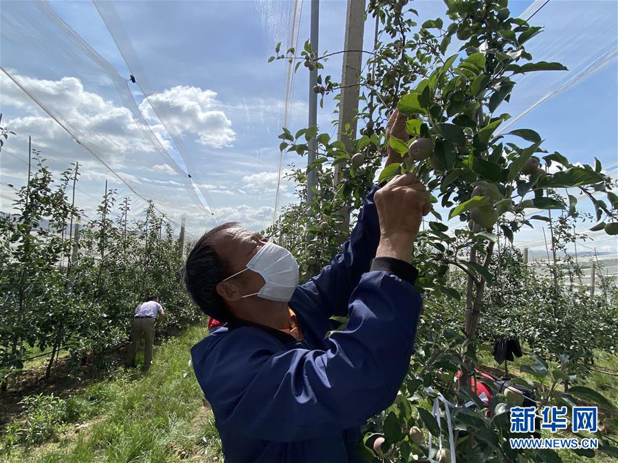 （决战决胜脱贫攻坚·图文互动）（2）高原红了，日子好了——贵州海拔最高县发展苹果产业见闻