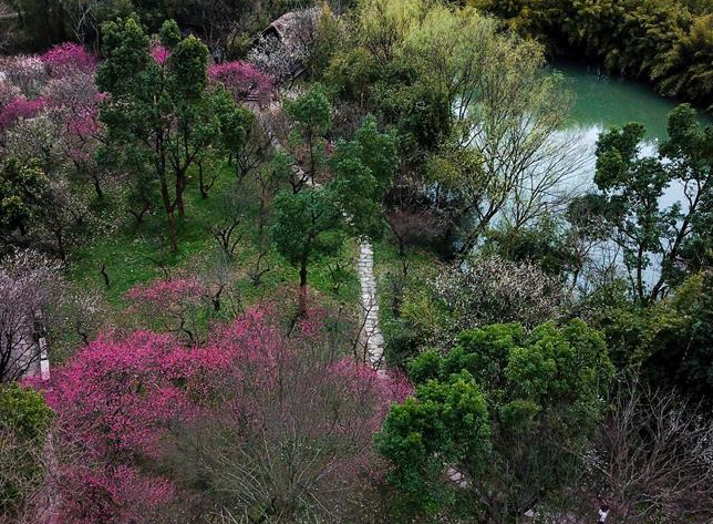 杭州西溪湿地：曲水寻梅 美不胜收