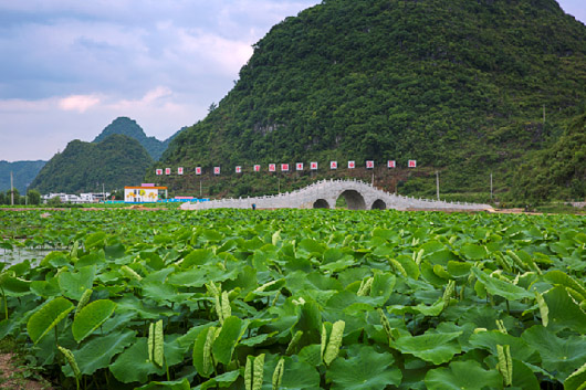 安顺开发区：十里荷廊美如画 条条大路通景区