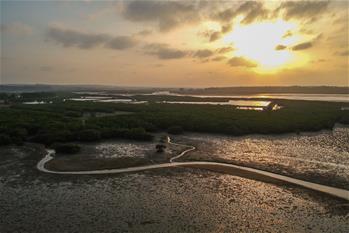 十年树木、红树成林——“海上森林”回归记