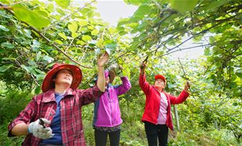 都江堰：猕猴桃趟出致富路