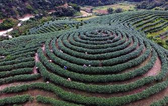 五指山上茶飘香